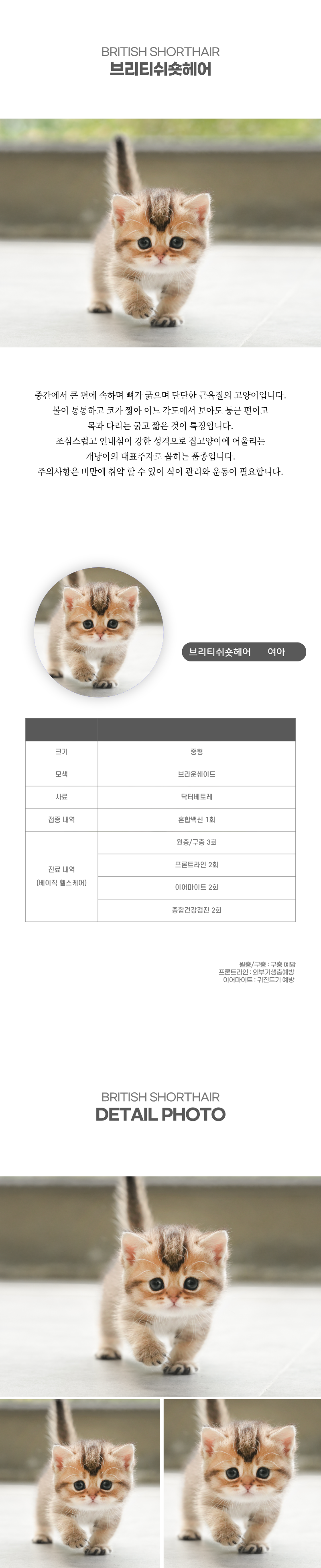 브리티쉬숏헤어_상세이미지_2